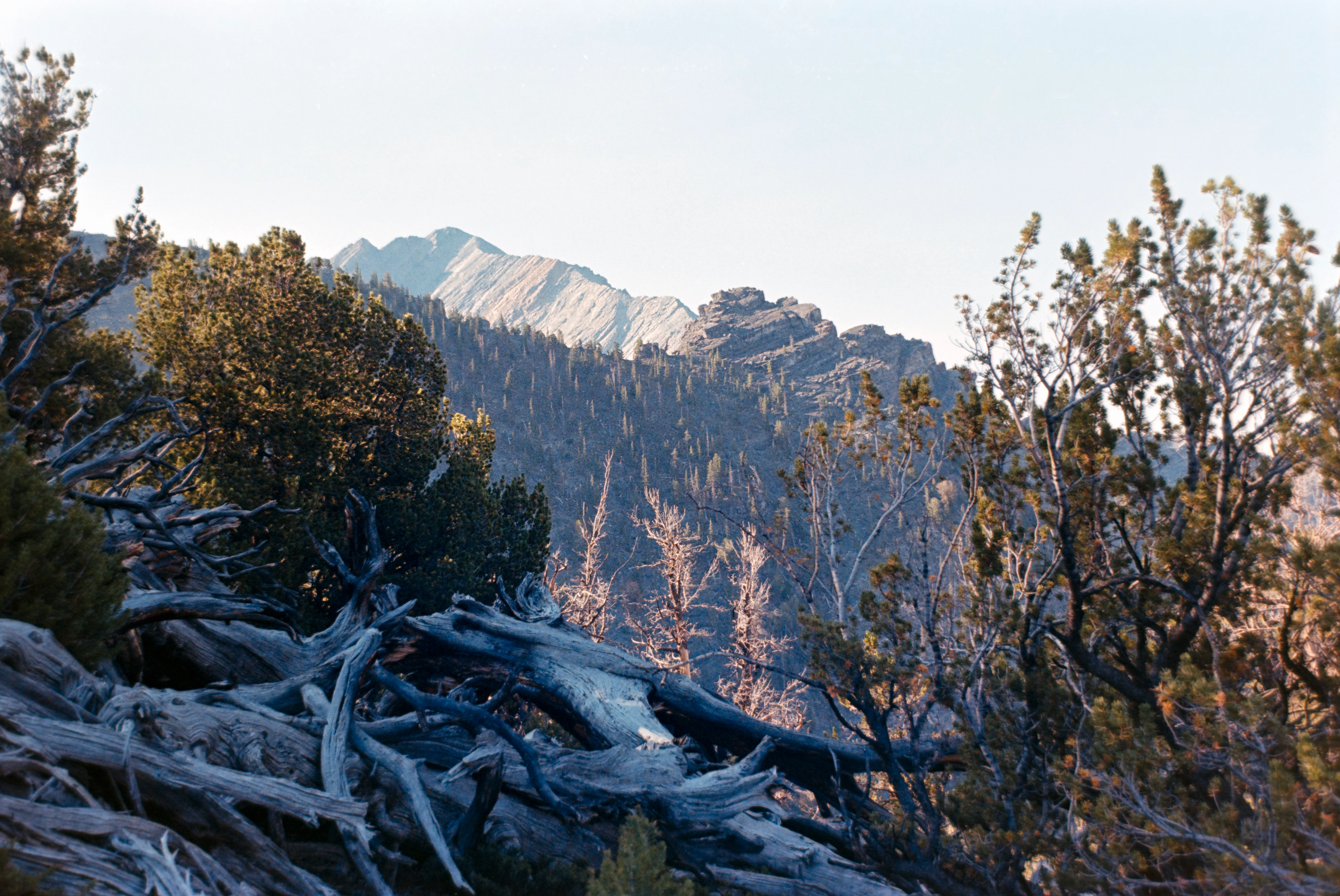Nature scene 10