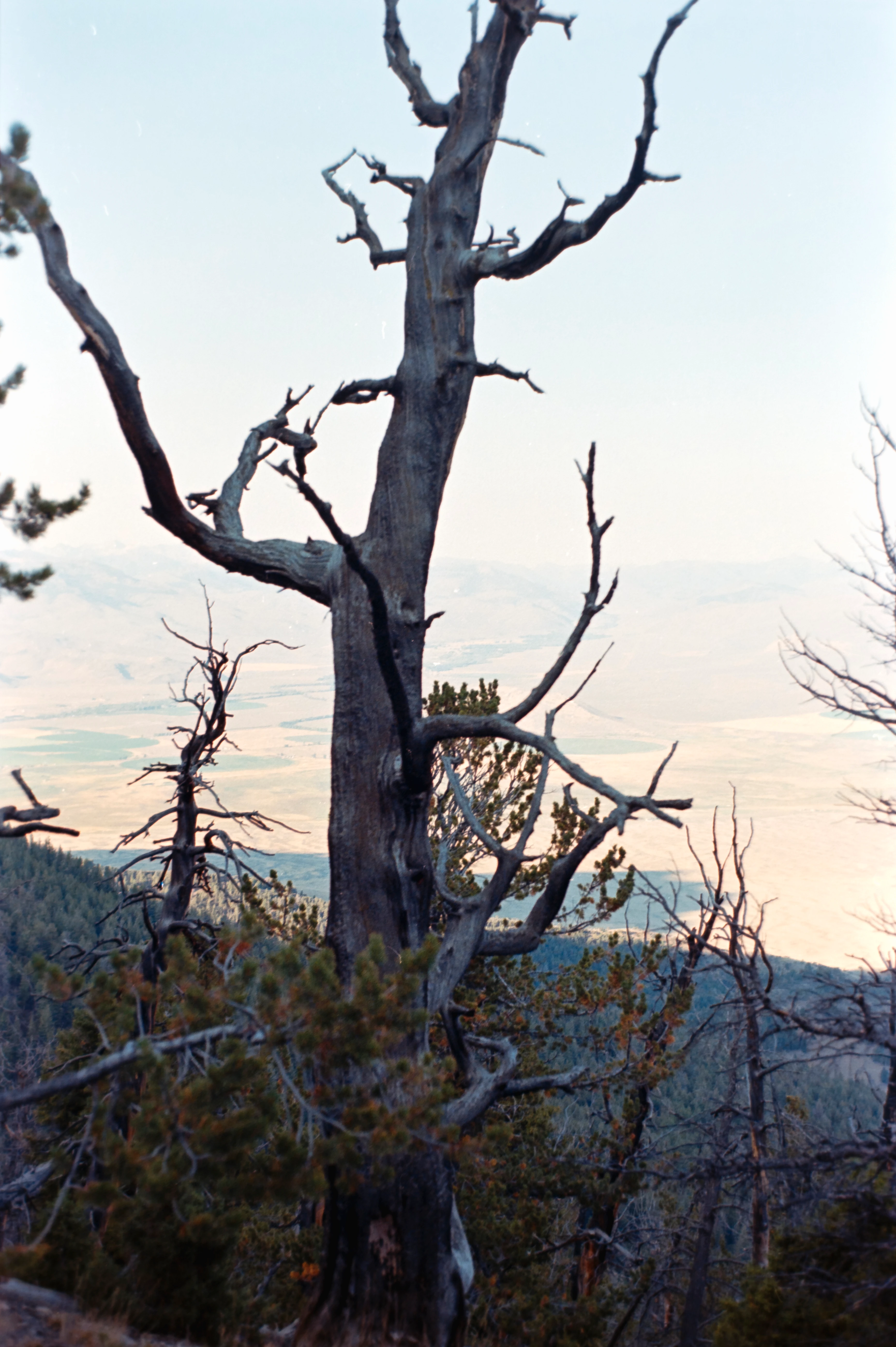 Nature scene 11